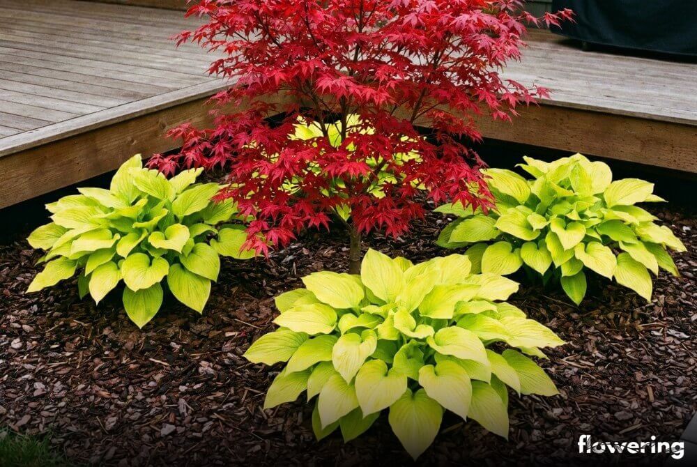 Klon palmowy o czerwonych liściach i żółtozielone funkie pod koroną przy domu