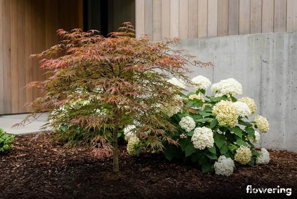 Klon palmowy i hortensja ogrodowa w półcieniu na rabacie przy domu
