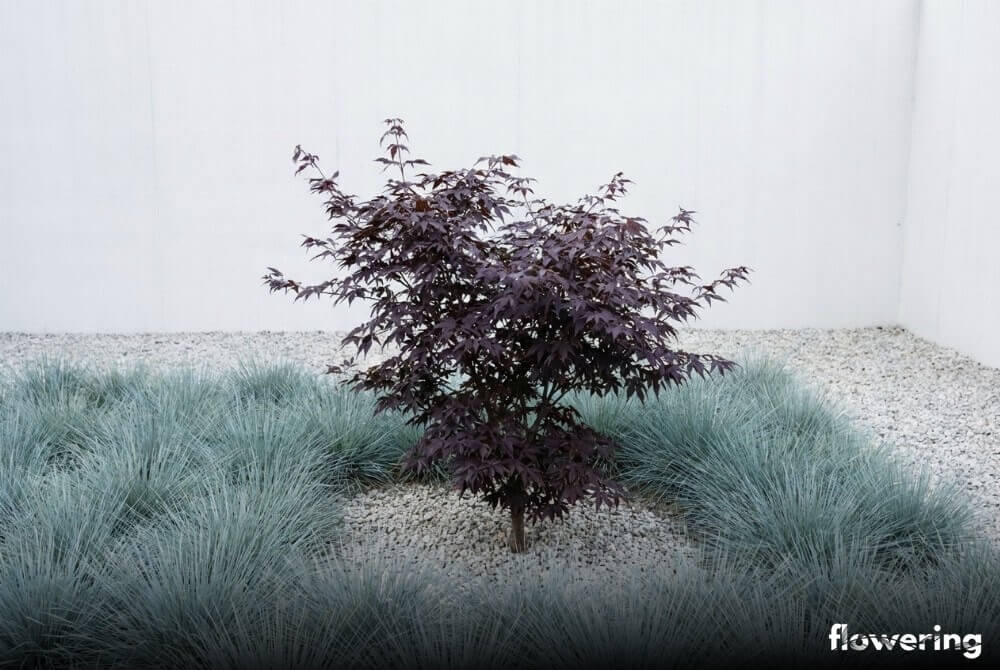 Młody klon palmowy w minimalistycznej rabacie z jasnym grysem i trawami przy nowoczesnym domu