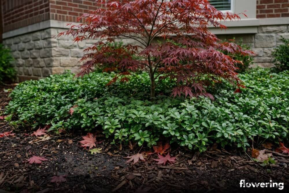 Klon palmowy nad zimozieloną runianką japońską na rabacie przy domu