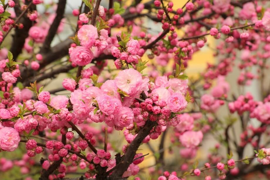 Krzew liściasty ozdobny z kwiatów