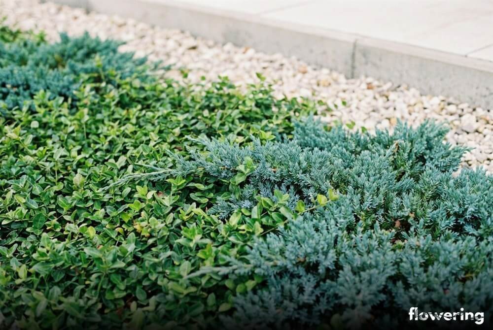 Patchworkowy dywan z trzmieliny płożącej i jałowca ‘Blue Chip’ przy tarasie