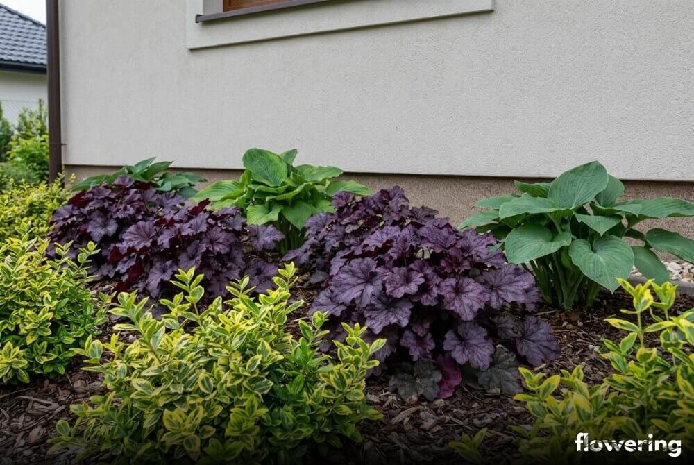 Trzmielina z żurawkami i hostami w eleganckiej kompozycji przy domu