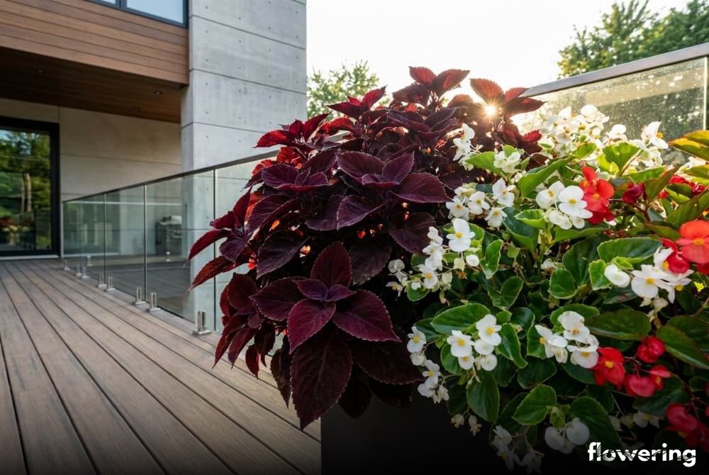 Koleus o bordowych liściach i kwitnące begonie w donicy na słonecznym tarasie
