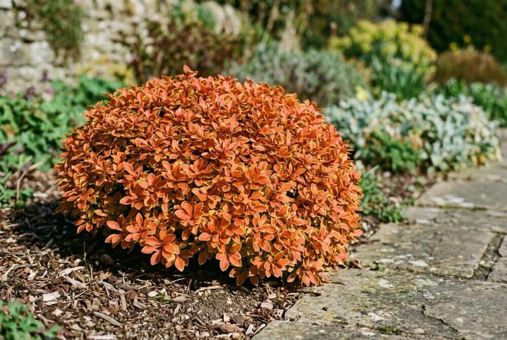 Miniaturowy berberys ‘Admiration’ z pomarańczowymi liśćmi i żółtą obwódką na rabacie przy domu