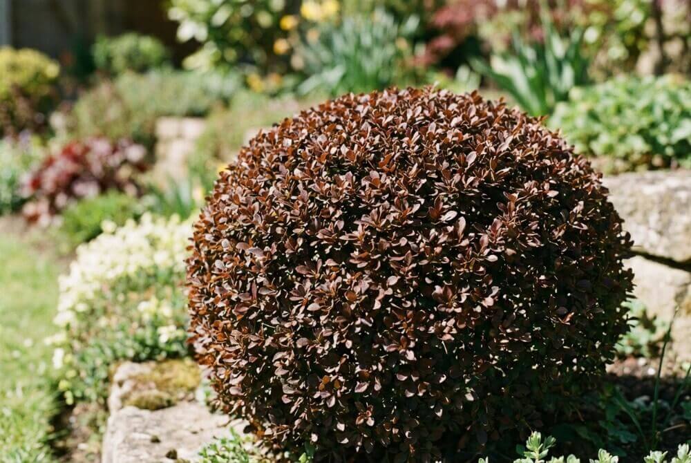 Niski berberys ‘Bagatelle’ o brązowoczerwonych liściach w słonecznym ogrodzie