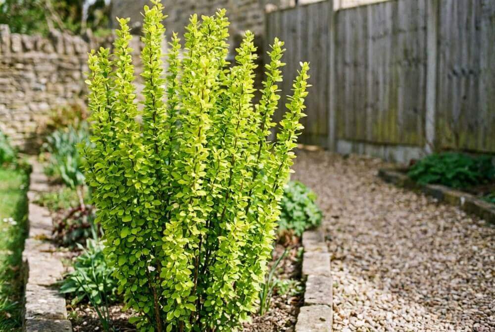 Kolumnowy berberys ‘Erecta’ o jasnozielonych liściach w słonecznym ogrodzie przy domu