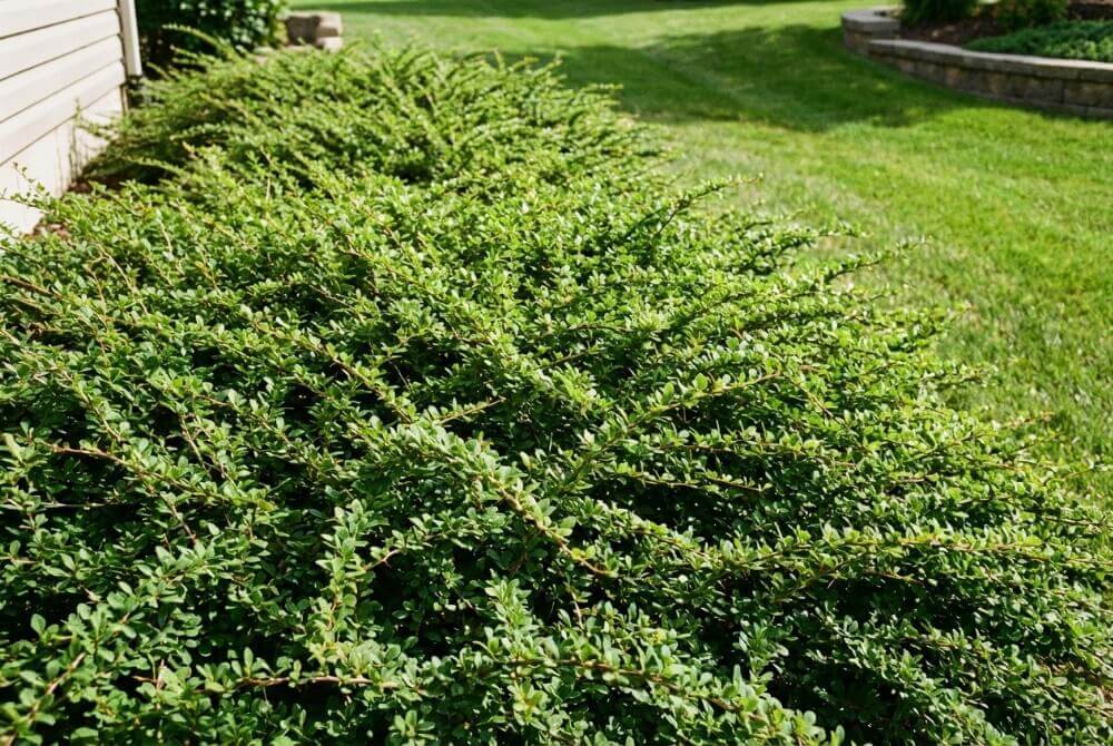 Rozłożysty berberys ‘Green Carpet’ tworzący zielony dywan w ogrodzie przy domu