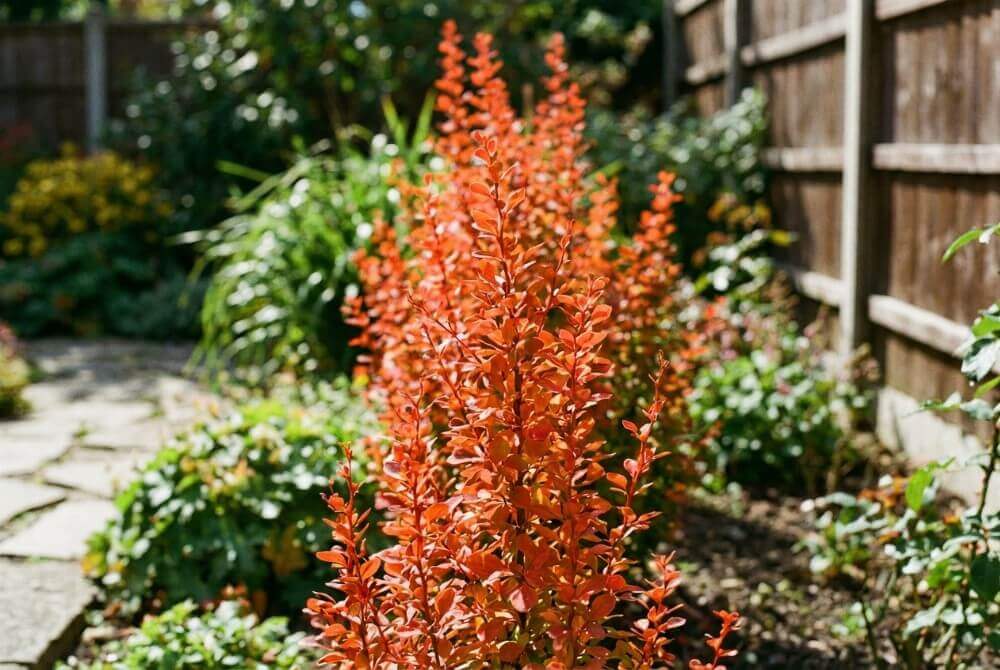 Berberys ‘Orange Rocket’ o ognistych pomarańczowo-czerwonych liściach w ogrodzie przy domu