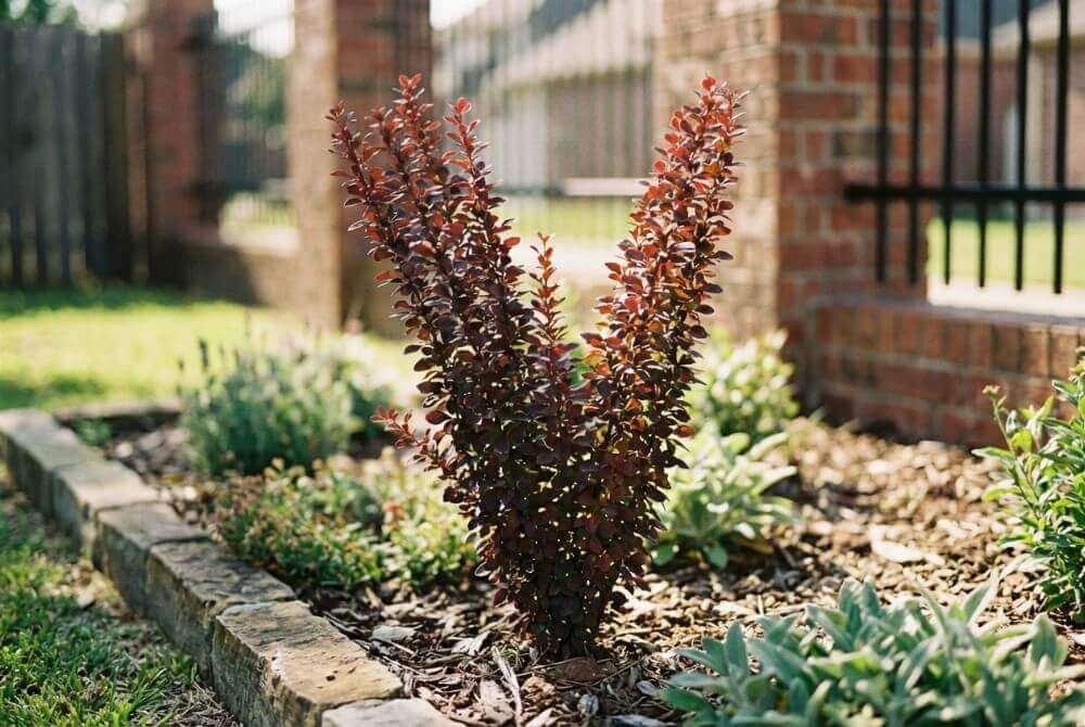 Berberys ‘Red Pillar’ o czerwonopurpurowych liściach i lekko rozchylonej górze w kształcie V