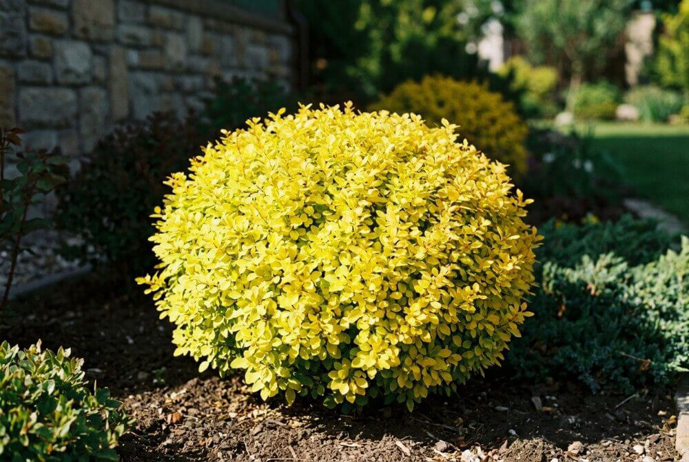 Miniaturowy berberys ‘Tiny Gold’ o intensywnie żółtych liściach na rabacie w słonecznym ogrodzie