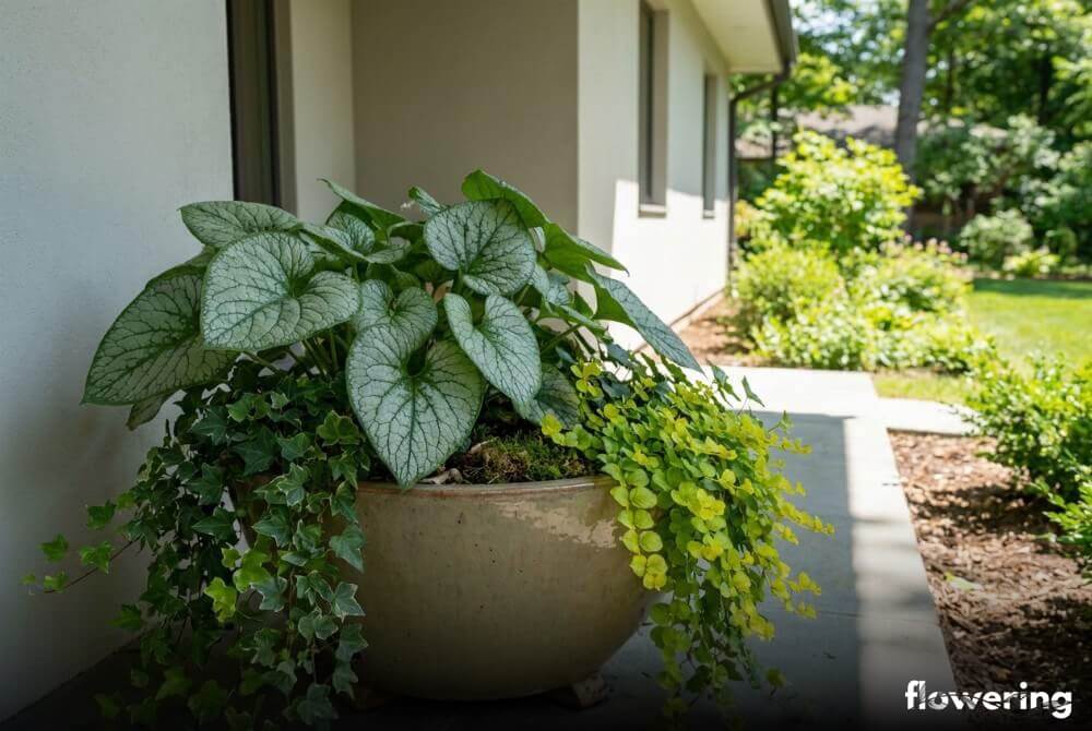 Brunera w donicy na cienistym tarasie przy domu z przewieszającym bluszczem lub tojeścią, zbliżenie na detale liści