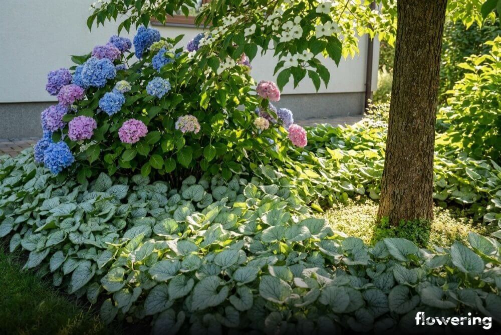 Zwarty dywan brunery pod hortensją i dereniem przy domu, srebrzyste liście rozświetlają przestrzeń pod koroną
