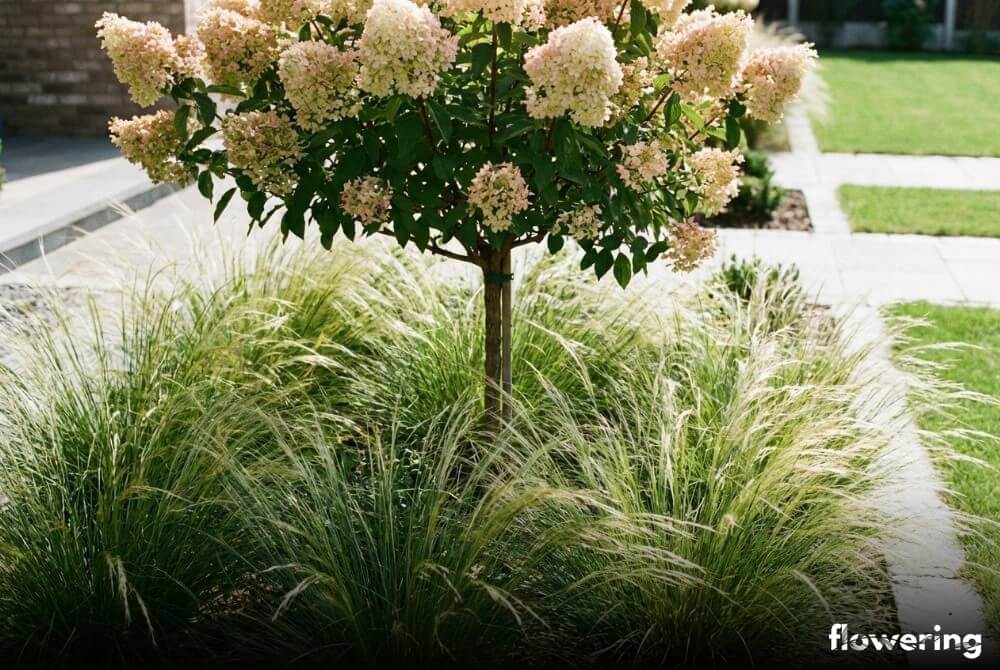 Hortensja na pniu z ostnicą ‘Pony Tails’ w minimalistycznej rabacie w nowym ogrodzie przy domu