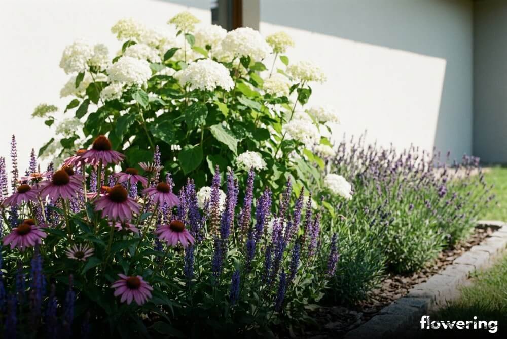 Hortensja drzewiasta jako tło dla jeżówek i szałwii, z lawendą posadzoną w oddaleniu na słonecznej rabacie przy domu