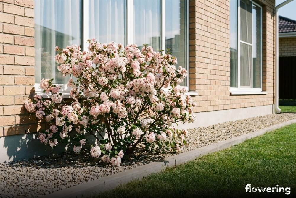 Kwitnąca kalina wonna posadzona pod oknami domu w prostej, żwirowej rabacie