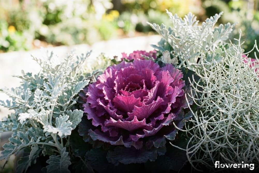 Nowoczesne połączenie fioletowej kapusty ozdobnej ze srebrzystym starcem i kalocefalusem