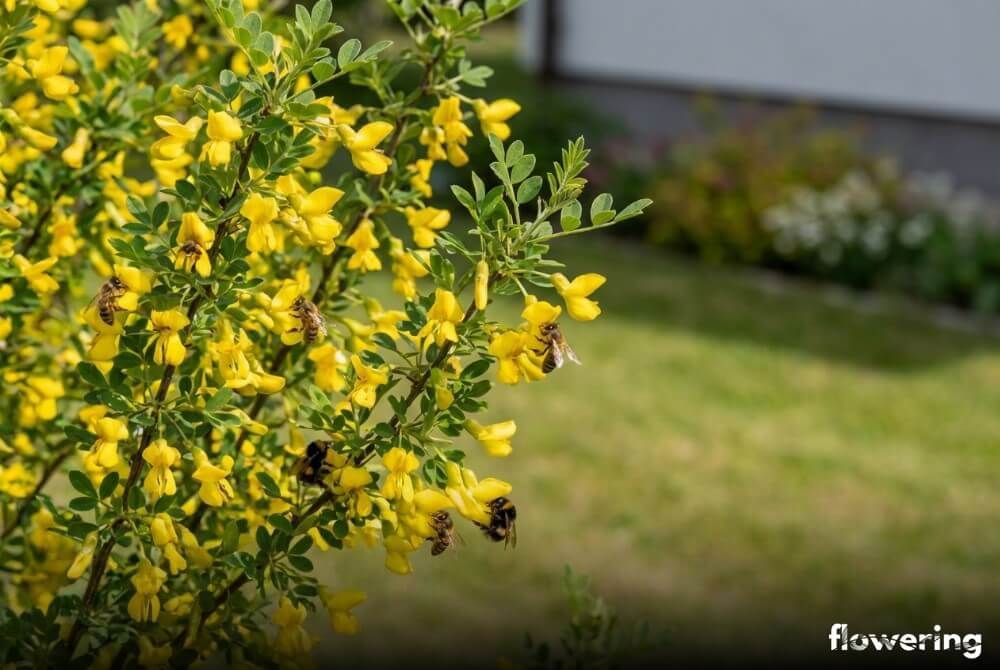 Kwitnąca karagana z żółtymi kwiatami odwiedzanymi przez pszczoły – roślina miododajna w ogrodzie przy domu
