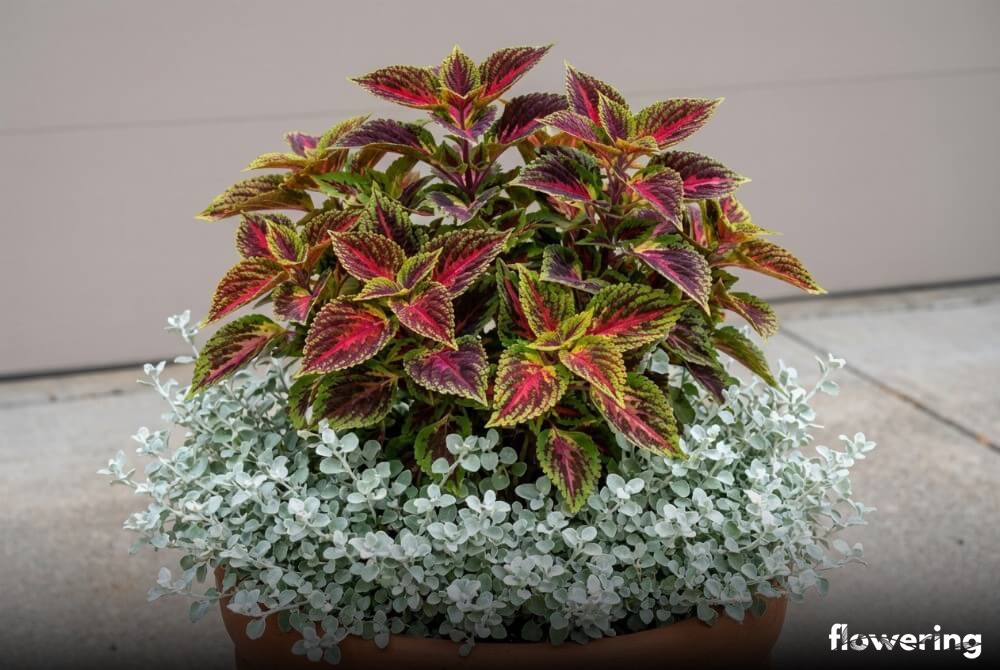 Srebrzysta kocanka stanowiąca tło dla pstrego koleusa w donicy przy podjeździe