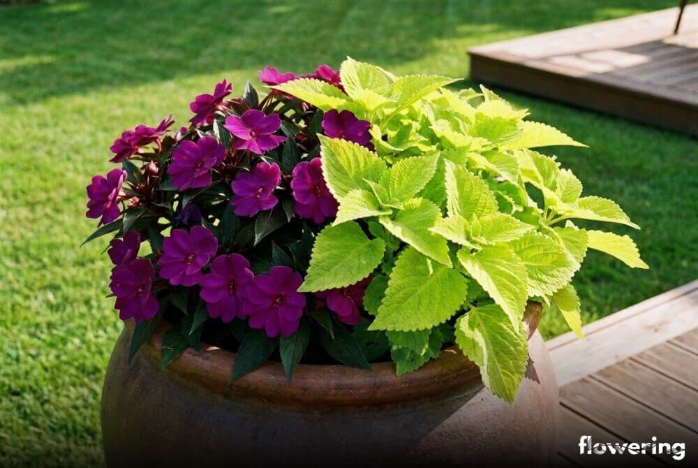 Fioletowe niecierpki i jasne, limonkowe koleusy w ceramicznej donicy na słonecznym tarasie