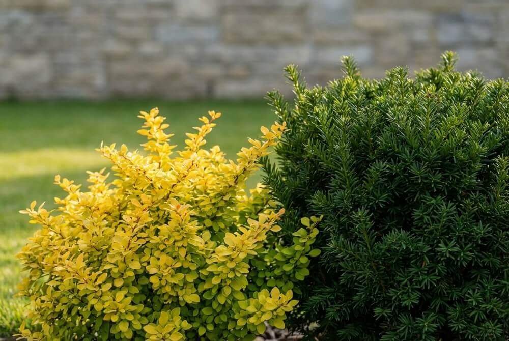 Zestawienie złotego berberysu ‘Maria’ z ciemnozielonym iglakiem w eleganckiej rabacie przy domu