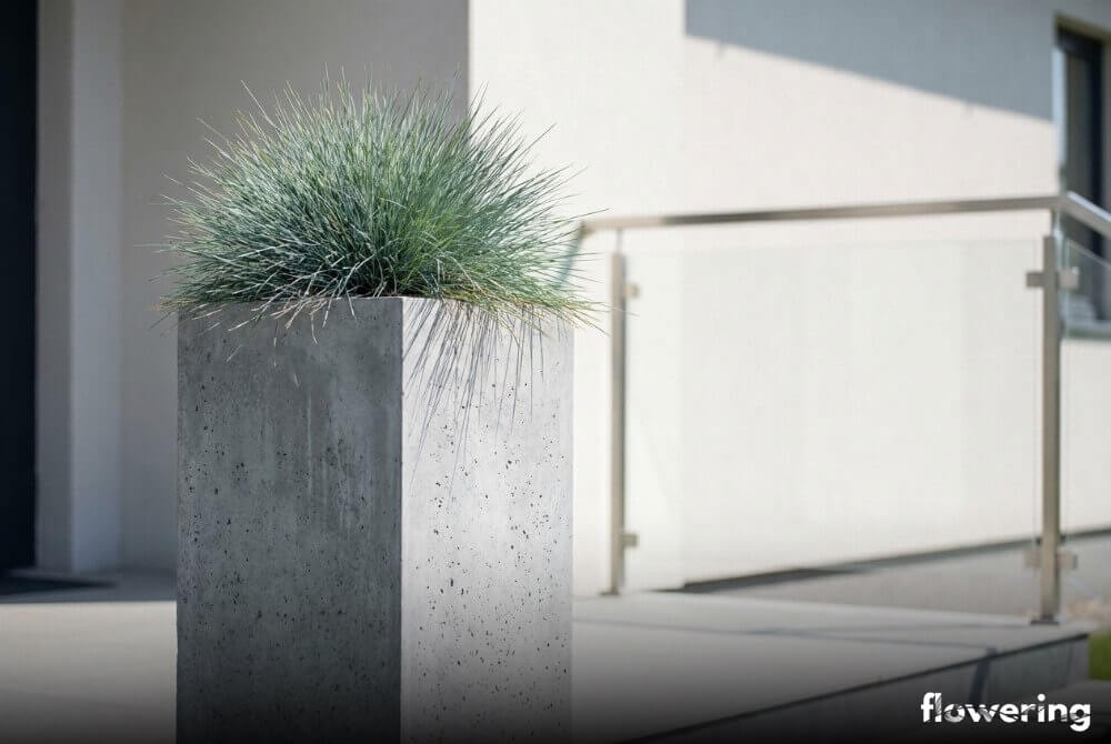 Kostrzewa sina w wysokiej betonowej donicy o geometrycznej formie na nowoczesnym tarasie przy domu w pełnym słońcu