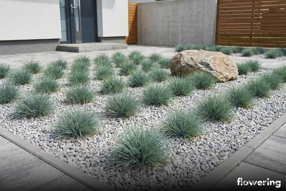 Minimalistyczna rabata żwirowa z regularnym rytmem kęp kostrzewy sinej na jasnym grysie w słonecznym ogrodzie przy domu