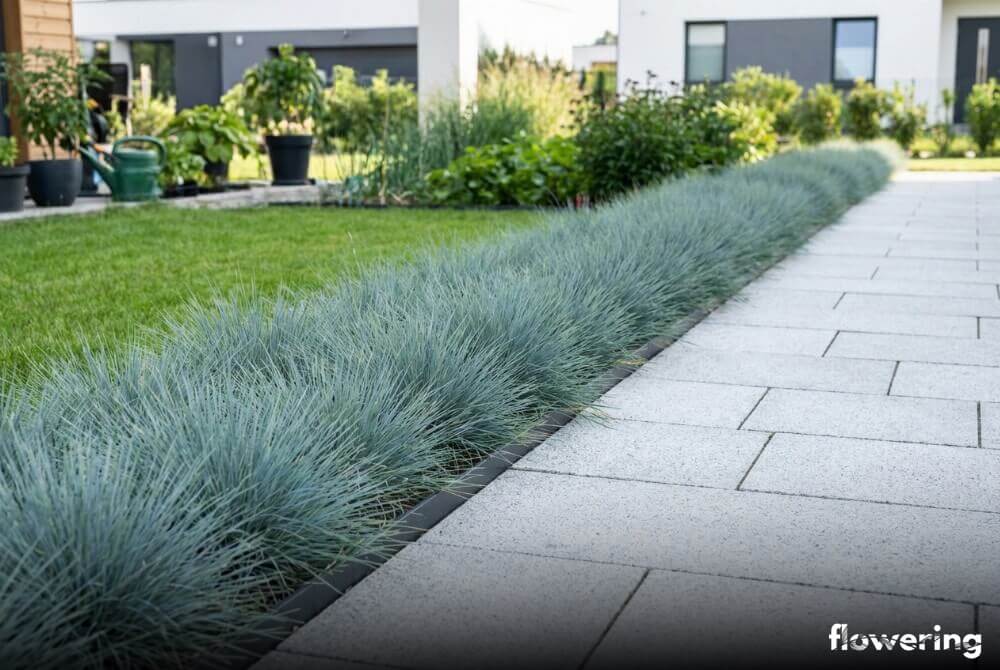 Obwódka z kostrzewy sinej wzdłuż nowej ścieżki, równo oddzielona od trawnika, w słonecznym ogrodzie przy domu