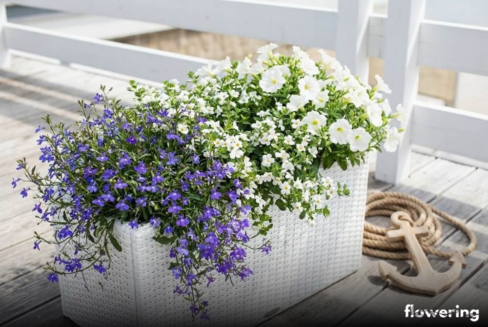 Marynistyczna kompozycja z szafirowej lobelii oraz białej bakopy i petunii w białej skrzyni