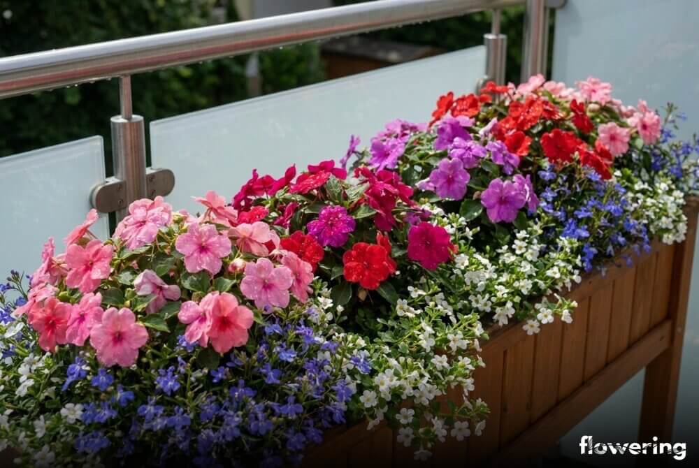 Niecierpki z niebieską lobelią i białą bakopą w skrzynce balkonowej, widoczne detale drobnych kwiatuszków