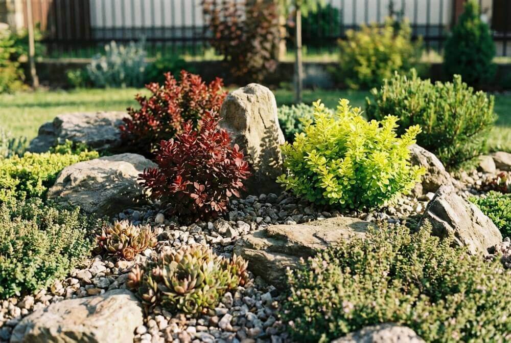 Ogród skalny z miniaturowymi berberysami ‘Bagatelle’ i ‘Kobold’ wśród żwiru, kamieni i niskich bylin