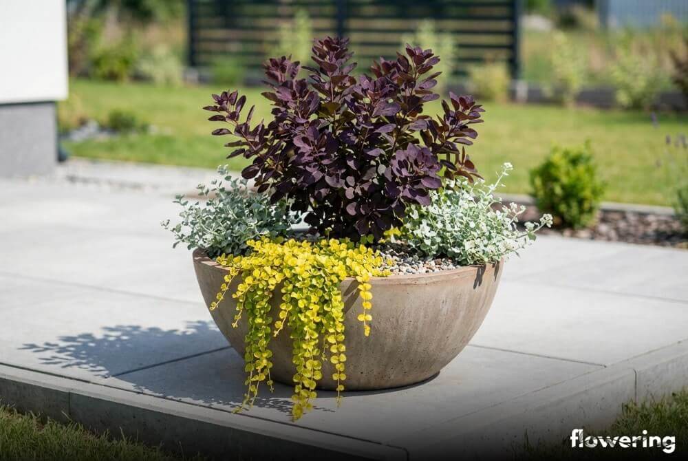 Perukowiec ‘Lilla’ w dużej donicy na tarasie z przewieszającą się tojeścią ‘Aurea’ i srebrzystą kocanką