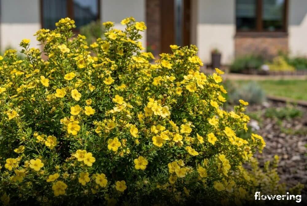 Zwarty pięciornik ‘Goldstar’ o żółtych kwiatach rosnący na rabacie w słonecznym ogrodzie