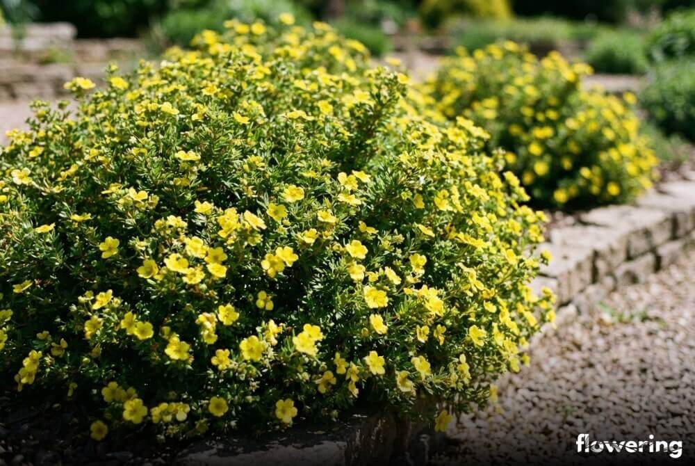 Karłowy pięciornik ‘Kobold’ tworzący gęstą poduchę z żółtymi kwiatami w ogrodzie