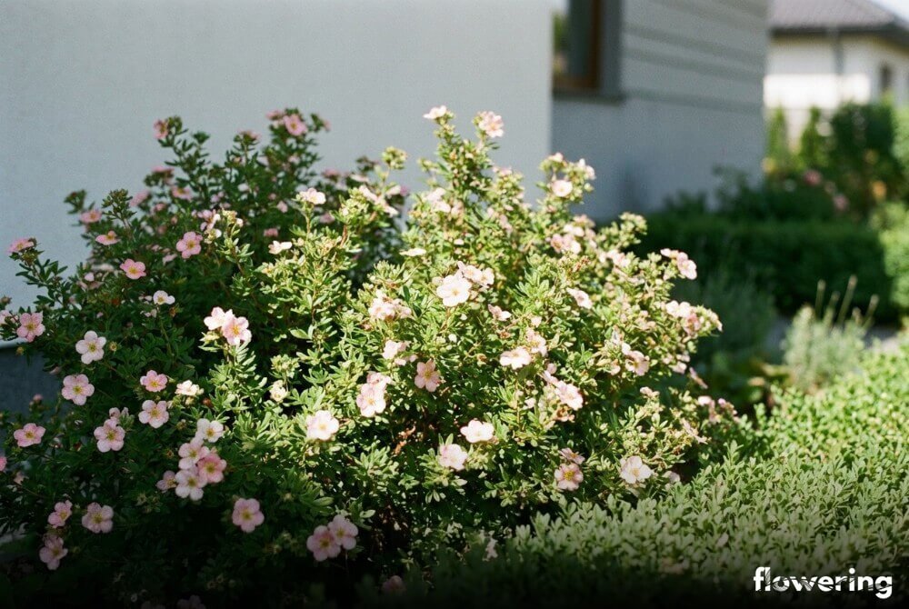 Pięciornik ‘Pink Beauty’ (jasnoróżowe kwiaty) posadzony w lekkim półcieniu w przydomowym ogrodzie