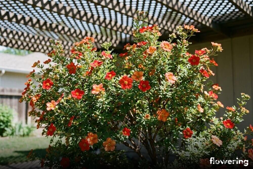 Pięciornik ‘Red Ace’ z czerwono-pomarańczowymi kwiatami rosnący w lekkim półcieniu w ogrodzie