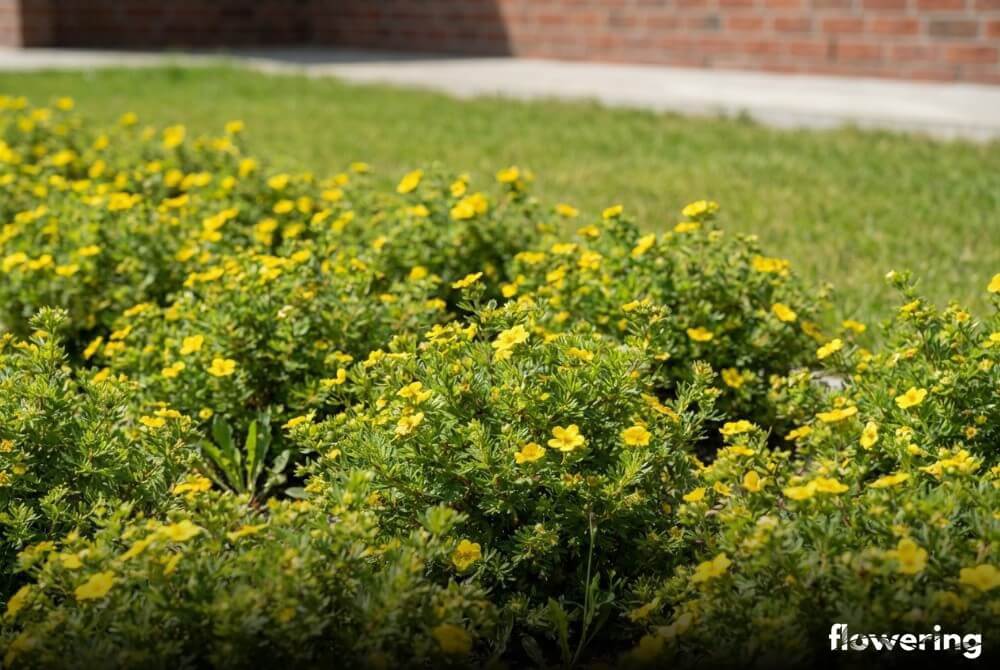 Grupowe nasadzenia pięciornika jako rośliny okrywowej tworzące zwartą plamę na rabacie w ogrodzie