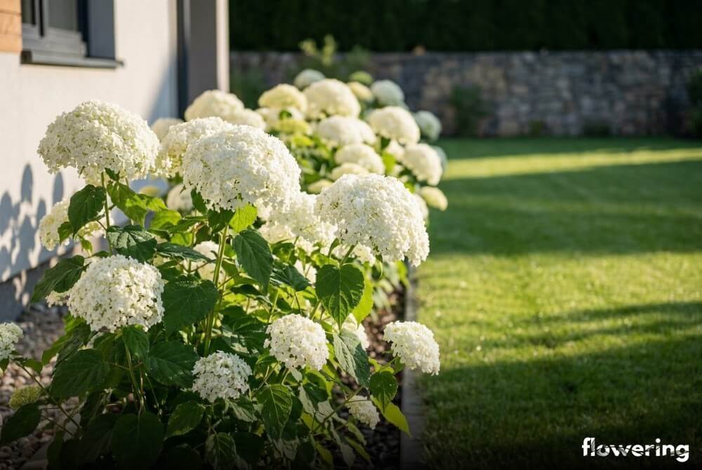 Hortensja ‘Strong Annabelle’ z ogromnymi białymi kulami kwiatów utrzymanymi pionowo na sztywnych pędach w słonecznym ogrodzie