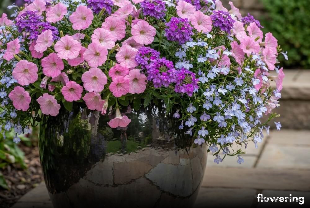 Bujna kompozycja glamour z różowej surfinii, fioletowej werbeny i jasnoniebieskiej lobelii