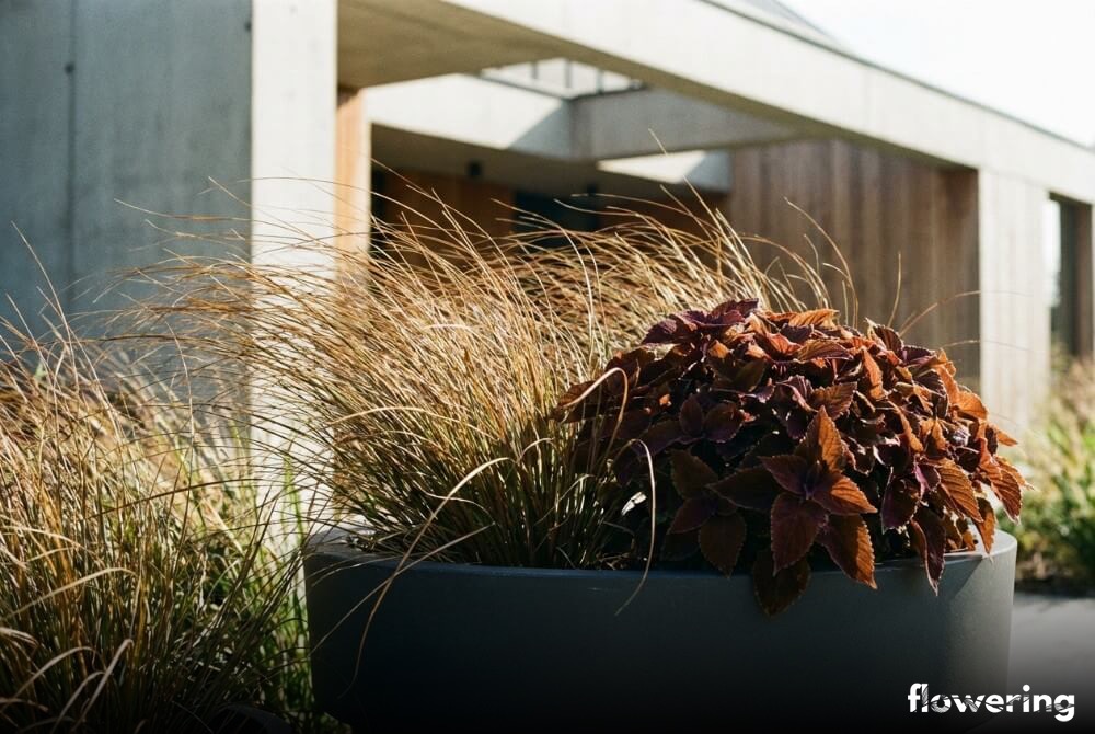 Brązowa turzyca i koleus w minimalistycznej donicy przed domem