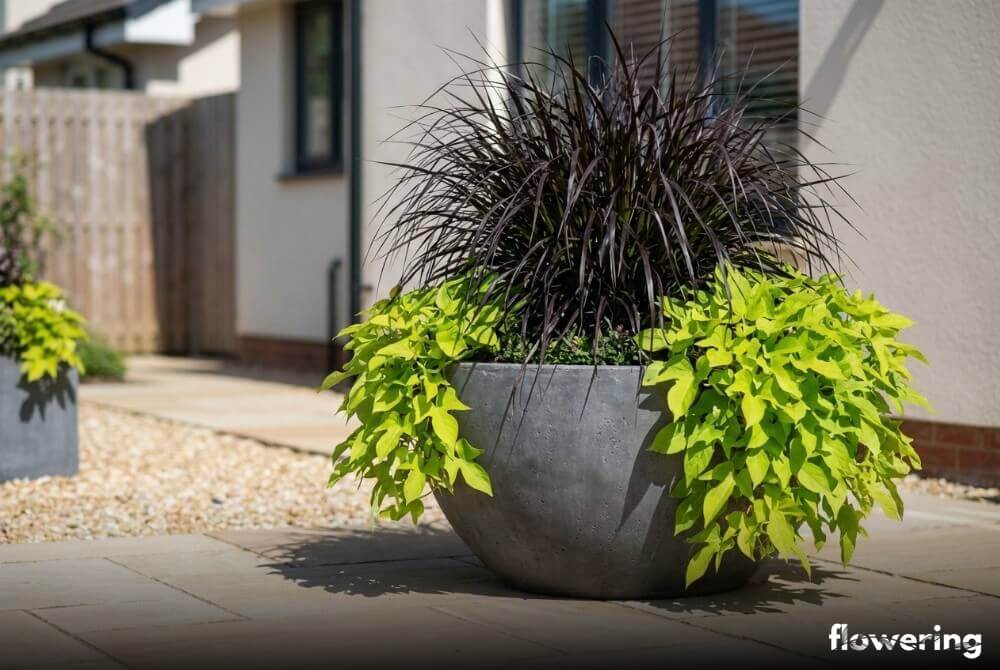 Trawa Vertigo w dużej donicy z limonkowym wilcem ziemniaczanym ‘Marguerite’ zwisającym po krawędzi w zadbanym ogrodzie przy domu