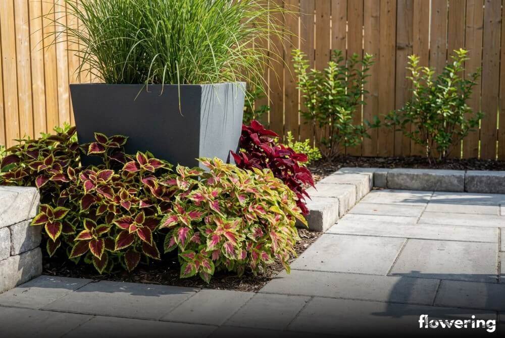 Trawa Vertigo w donicy zestawiona z barwnymi koleusami o dekoracyjnych liściach w nowym, zadbanym ogrodzie przy domu