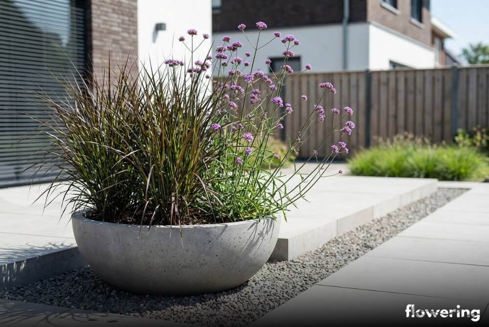 Trawa Vertigo w donicy uzupełniona werbeną patagońską o fioletowych kwiatach w schludnym ogrodzie przy domu