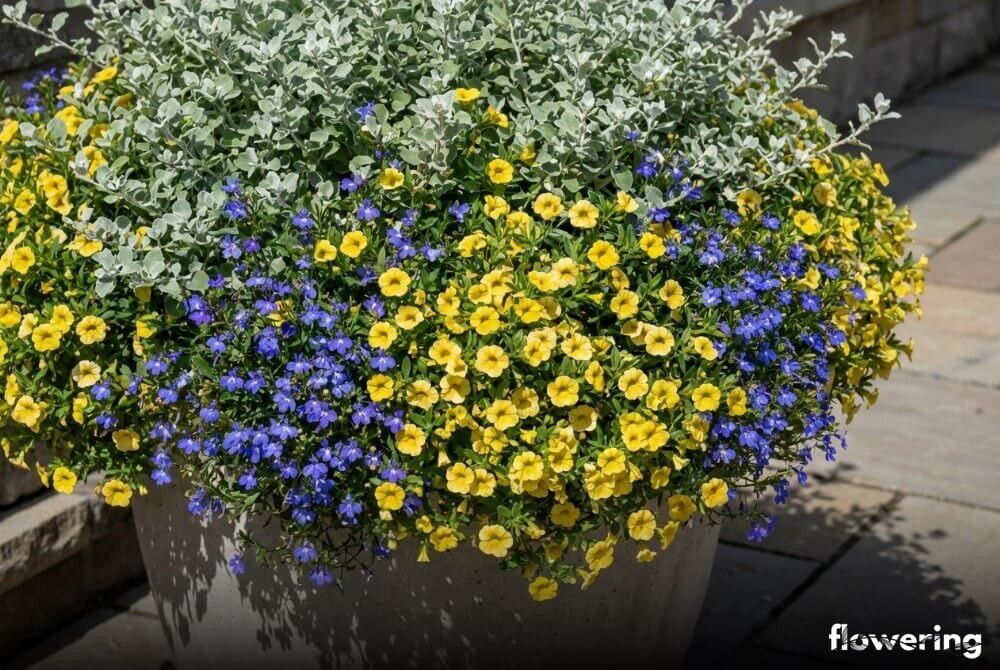 Niebieska werbena i żółta Calibrachoa ze srebrzystą kocanką w nowoczesnej donicy