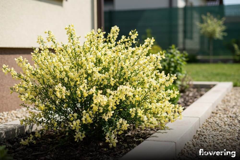 Żarnowiec ‘Luna’ z jasnymi, bladożółtymi kwiatami na rabacie w słonecznym ogrodzie