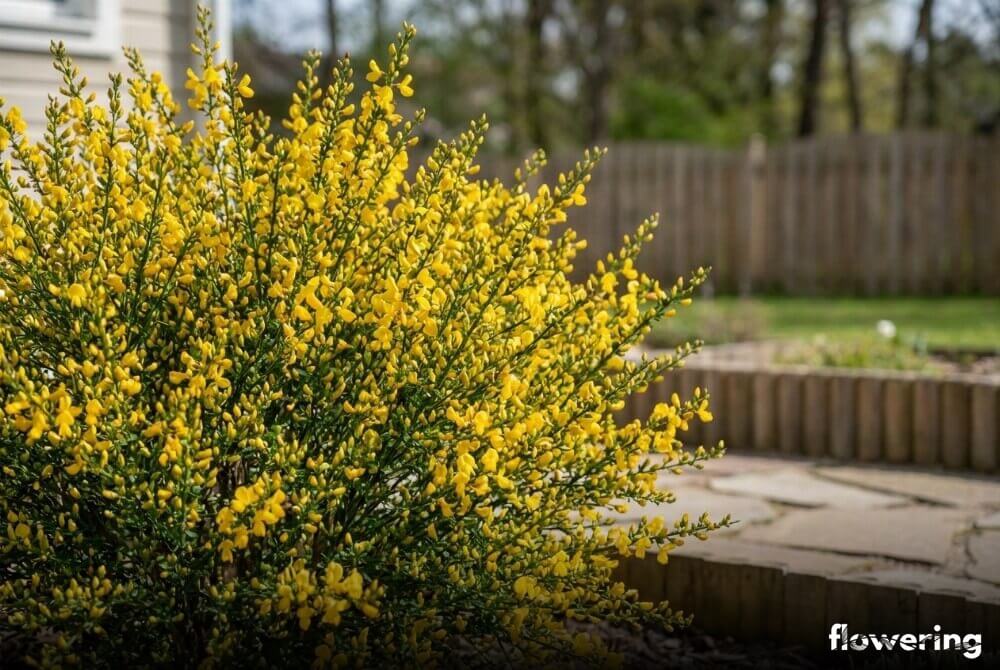 Złocistożółty żarnowiec ‘Vanesse’ z licznymi kwiatami i pąkami w słonecznym ogrodzie