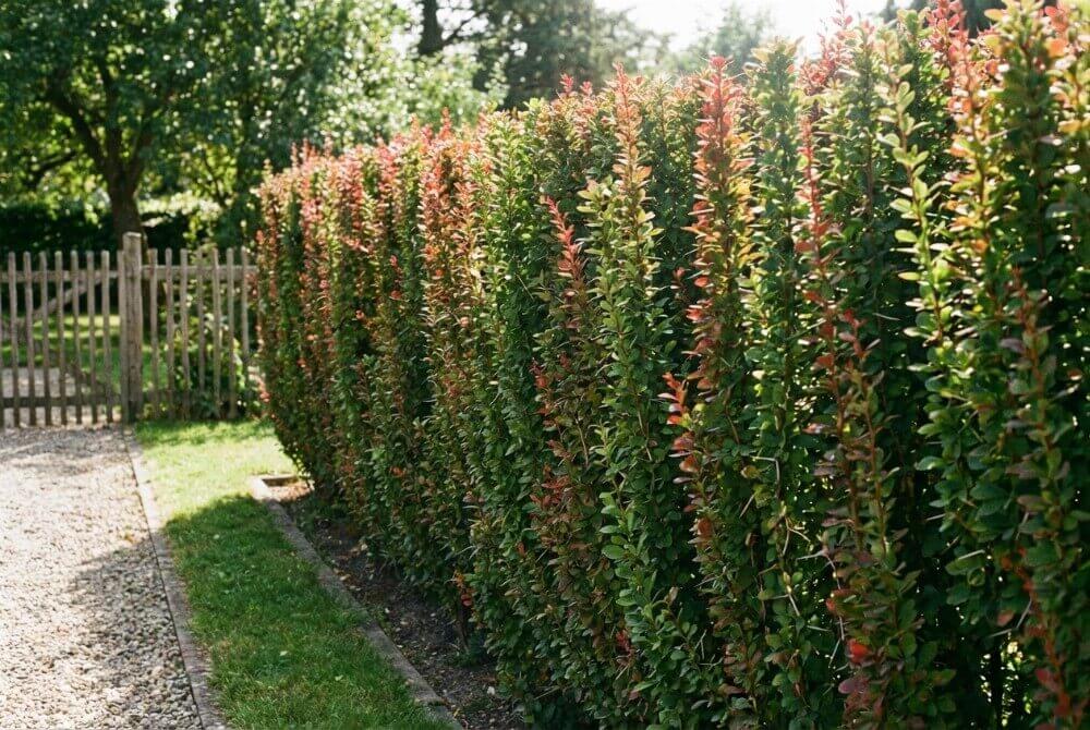 Gęsty żywopłot obronny z kolumnowych berberysów ‘Erecta’ w słonecznym ogrodzie przy domu