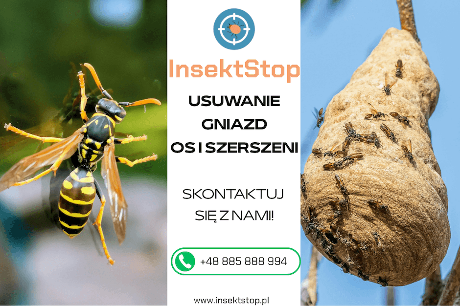 usuwanie gniazd os i szerszeni insektstop