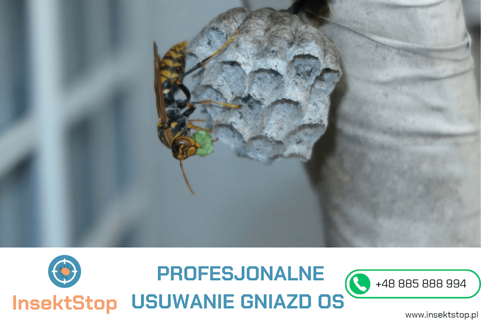 profesjonalne usuwanie gniazd os InsektStop