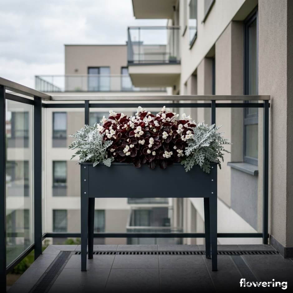 Begonia ze srebrzystym starzcem srebrzystym
